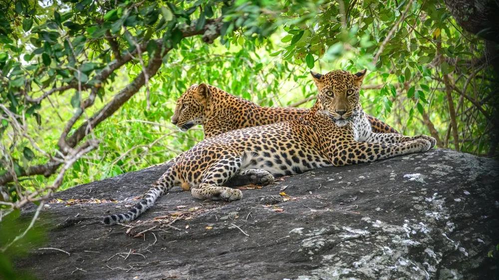Sri Lanka Unplugged - With Yala