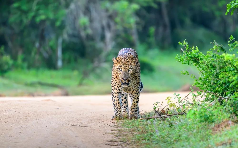 Sri Lanka Unplugged - With Yala